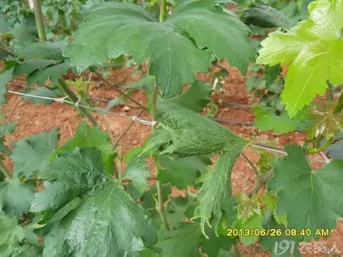 ���Ѱl��ˎ����ν�Q�����ѷNֲ���g��