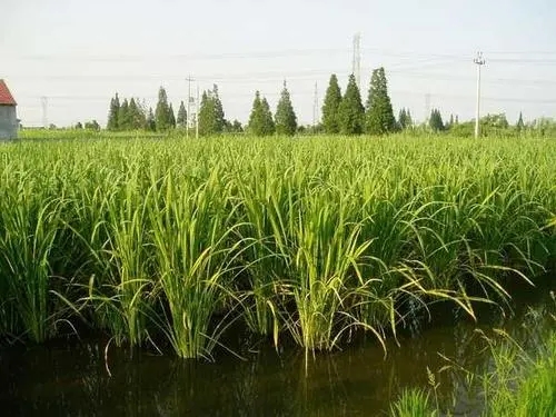 ���׷Nֲ�����׷�ʵģ� ���׷Nֲ���g��