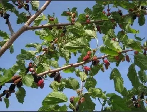 ���Ҙ���ô�ƌWʩ�ʣ���Ҫ֪���@Щ