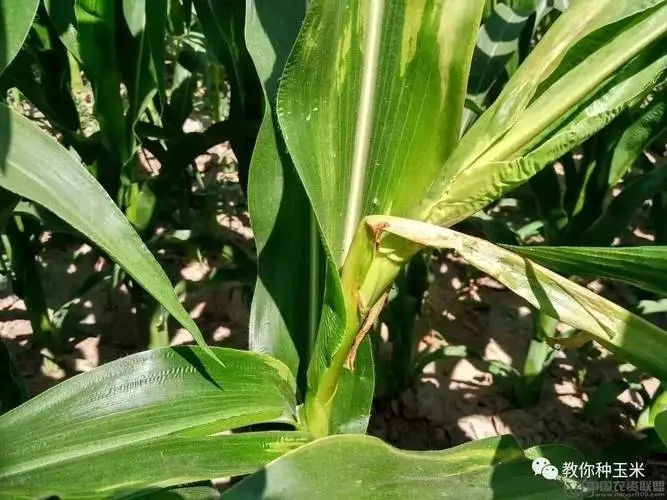 ���׷ʺ��Y����ʲô��ԓ��η������׷ʺ���