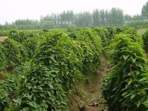 ɽˎ��ô�Nֲ��ɽˎ�Nֲ���g��ô������