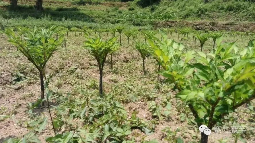 ħ����ô�Nֲ��ħ��Nֲ����ι�����