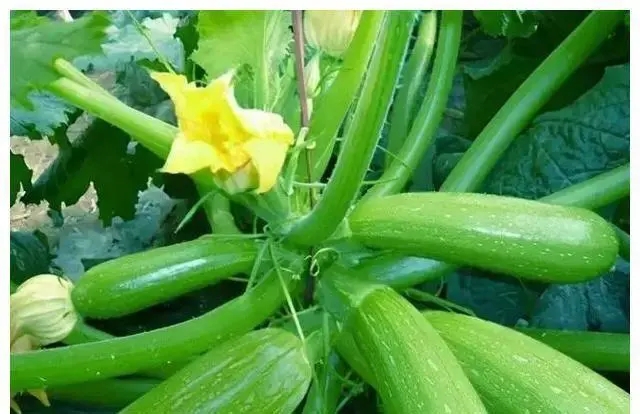 �紺�����J��ηNֲ���紺�����J�NֲҪ�c��