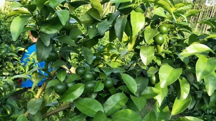 ��������ǎ��·ݣ���νo����ʩ�ʣ�