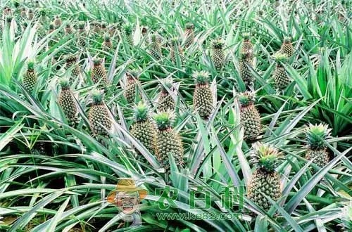 ���}���������ʲô�����}���ʩ�ʣ�