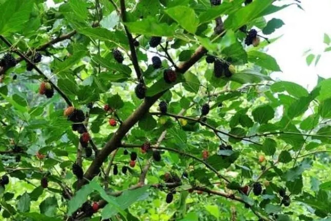 ɣ�ؘ���ôʩ�ʣ�ɣ�ؘ��ļ���ʩ�ʷ���