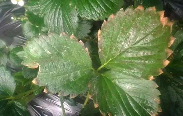 ��ݮ�l(f��)���ʺ�����ô�k����α��⣿��ݮ�ʺ�ԭ���a�ȴ�ʩ��