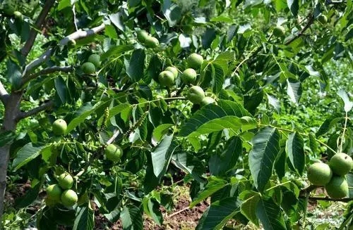 ���ҷNֲǰ����Σ���Ҫע��ʲô��