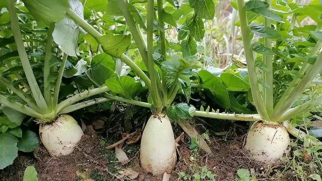 �ļ�Ҫ�N�}���᣿�}�����ʩ�ʣ�