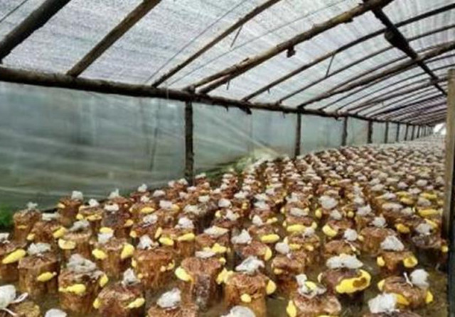 ɣ�S�Nֲ��ô����ɣ�S�Nֲ�����༼�g��