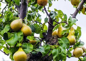 ���ɸ�����ô�Σ����ɸ����ķ��η���