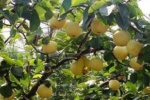 ���̿�Ҳ���ô���Σ����̿�Ҳ��ķ��η���