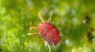 ���r(sh��)�������Բ�ݮ�t֩��