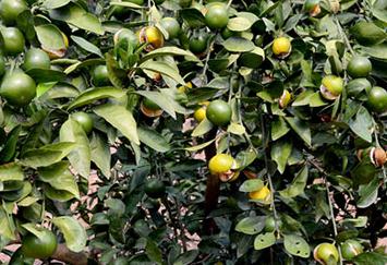 �̽۱�Ƥ�x��ô���£��̽۱�Ƥ�x�ķ��η���