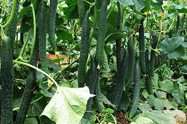 �ضȿصĺ� �߲��L�ÿ�