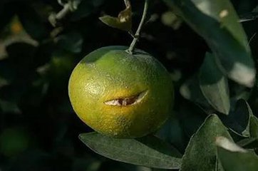 ������Ƥ�����_����Ī��ҕ