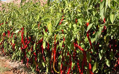 �������財��ʲôˎ���������財����