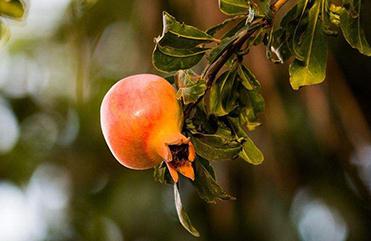 ʯ�񶬼��������g