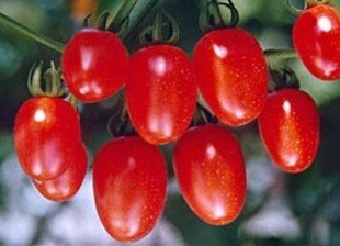 �NֲʥŮ����ο˷�����������