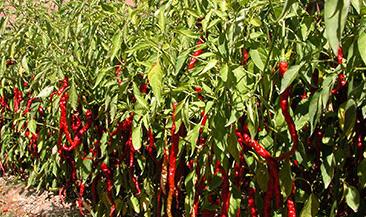 �����װ߲��Y����η���