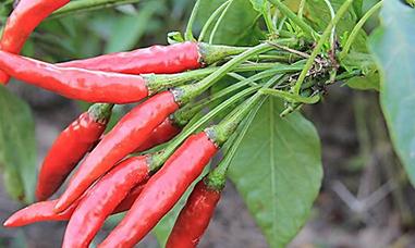 �����L�ݲ���ô���£������Nֲ����