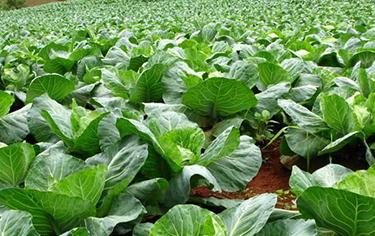 ���ⴺ�����Y����η���