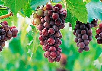 ���ў�ʲôҪ�a�}�����������a�}��