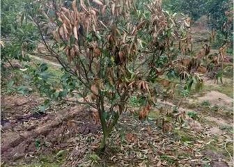 �붬�󣬸����l�F�������~����η�ֹ���P�I��