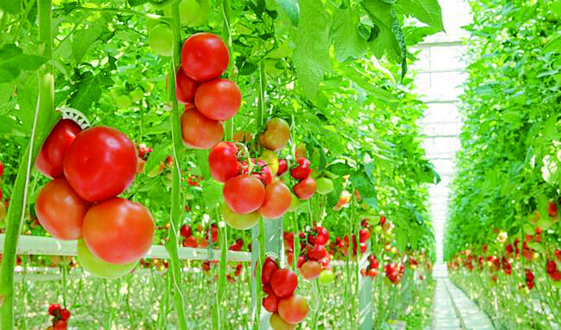 �������﷬�ѽY���ڳ�Ҋ���}����Q�k��