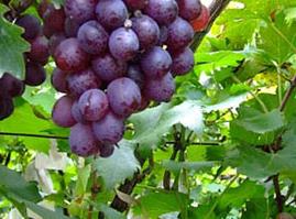 �����仨����ķ��μ���