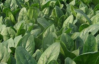 Խ�Ĳ������õ�ԭ�򼰷��δ�ʩ