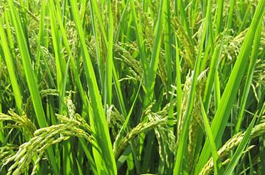 �Ϸ��絾�к�����ܼ��g��Ҋ