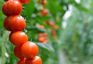 �������t����ô�N���������t���ķNֲ���g