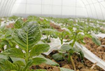 �����R����Nֲ��Ҫץ�o�ˣ������R����Nֲ����