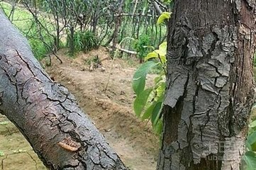 �����η��θɸ���