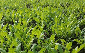 ������ô�N������ķNֲ����