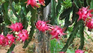 �ڱ���Ͷ�Y�Nֲ�������Ď��c(di��n)���h