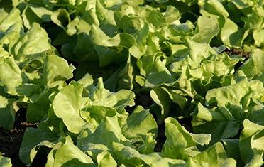 ������ô�N�����˵ķNֲ����