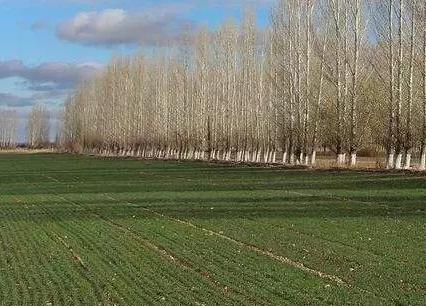 �񴺶�С�����׳��F(xi��n)�@Щ���}��������p�a(ch��n)���쿴��Q������