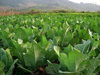 ���յ�һ�������߲˷Nֲ�_�˷�����������֪��12����С̎�������ղذɣ�