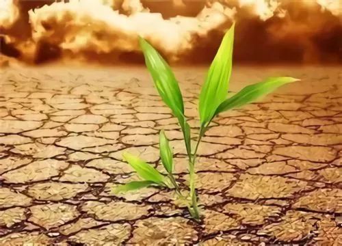 ����������YΣ�����ķN��������֪���׷N��