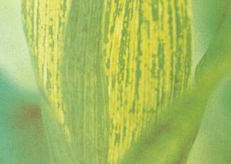 ���������S�~ȫ�⣡