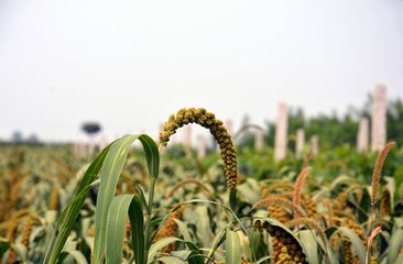 2018��������a(ch��n)���g(sh��)ָ��(d��o)��Ҋ