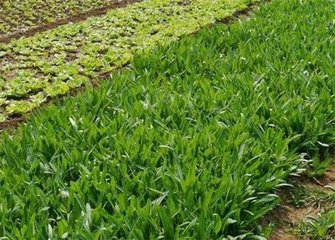 �߲����aС���У���o�߲ˡ����c�ס���