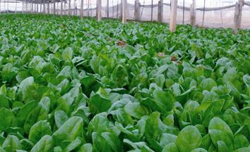 ���˵ķNֲ����