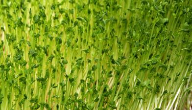 ��ѿ�����༼�g