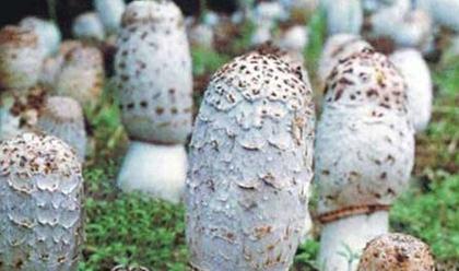 �u�ȹ����ļ���ηNֲ��