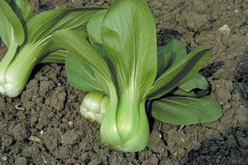 �๣�˹�������Щ�·f�ķ�����