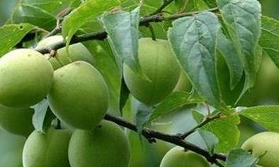 ��÷�ķNֲ���g����ԓ��ι�����