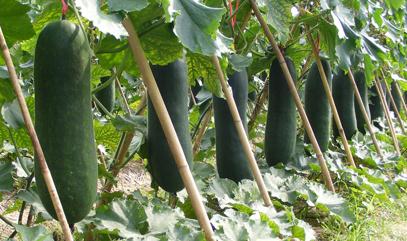 ���ϵ����༼�g(sh��)�����������ڷNֲ���g�����x�ķ�����